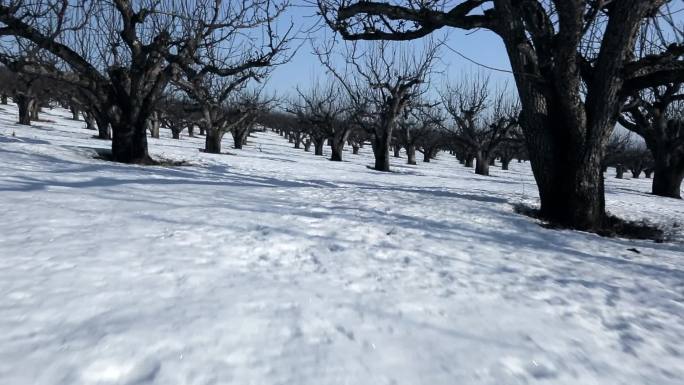 延边果树农场冬季