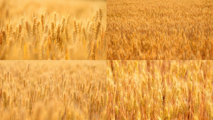 阳光小麦金色麦田麦地麦子成熟