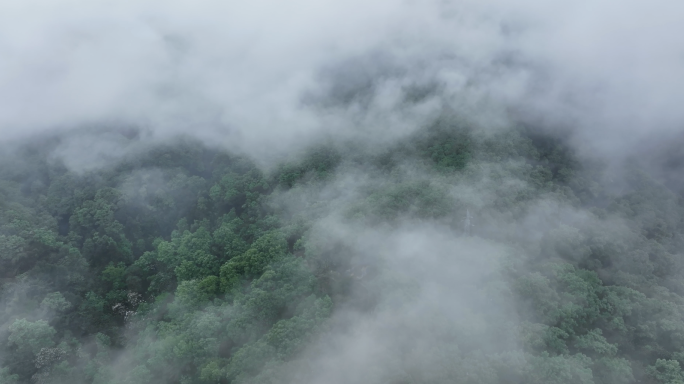 森林云雾航拍4K