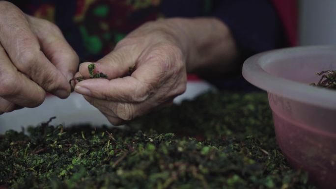 L手工挑选茶叶