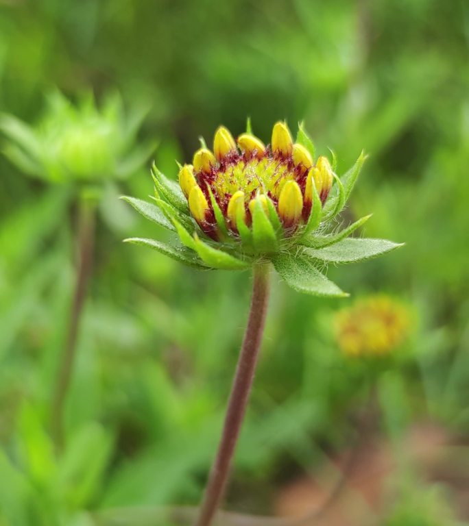 园艺绿植太阳花朵花花草草高清实拍