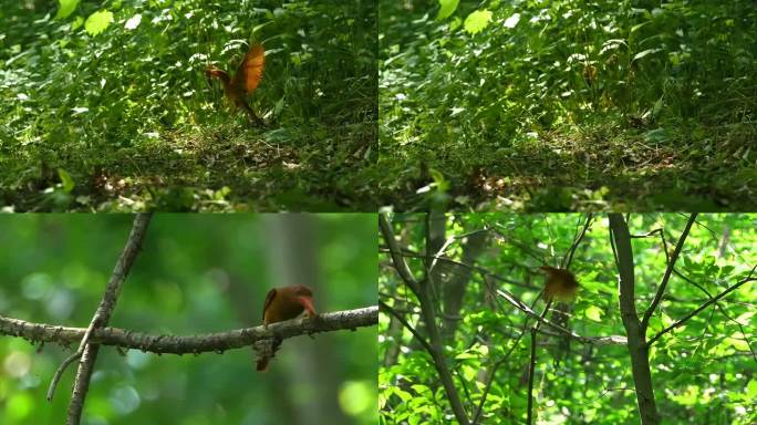 4k实拍夏至夏天来了竹林各种鸟在树林枝头