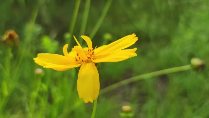 花花草草园艺绿植小黄花高清实拍