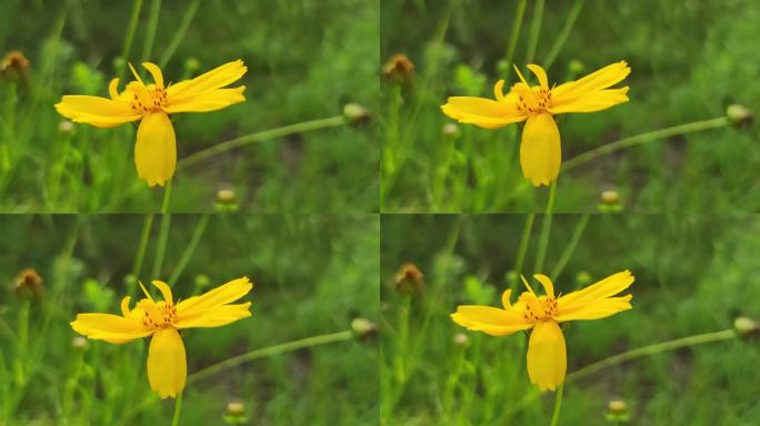 花花草草园艺绿植小黄花高清实拍