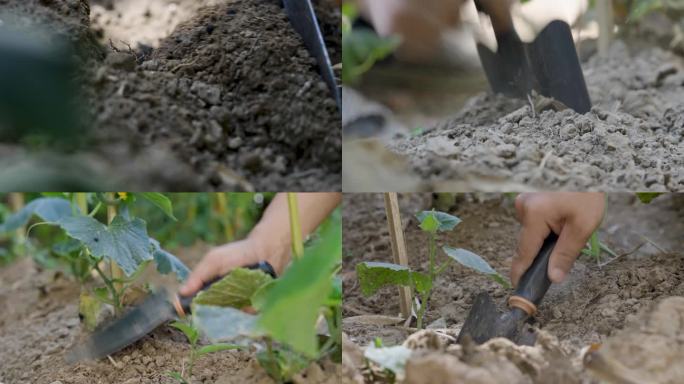 4K实拍小菜园种菜施肥土地菜苗种地