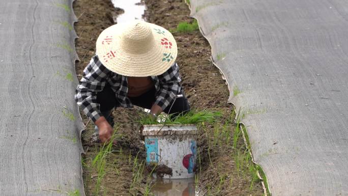 夏季农民插秧苗整理培育秧苗田