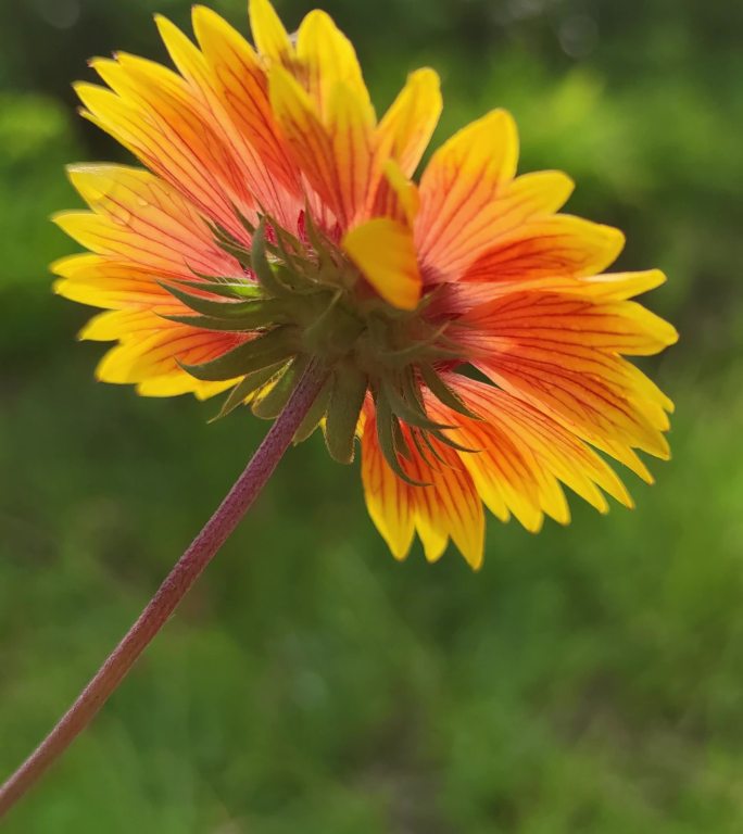 逆光高清实拍花花草草