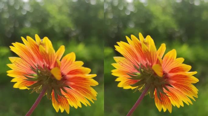 逆光高清实拍花花草草