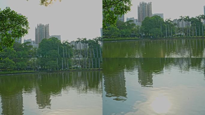 4K实拍阳光下广州天河公园树木与湖水倒影