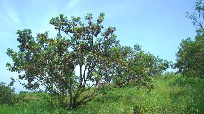 水果种植园杨梅果树采摘