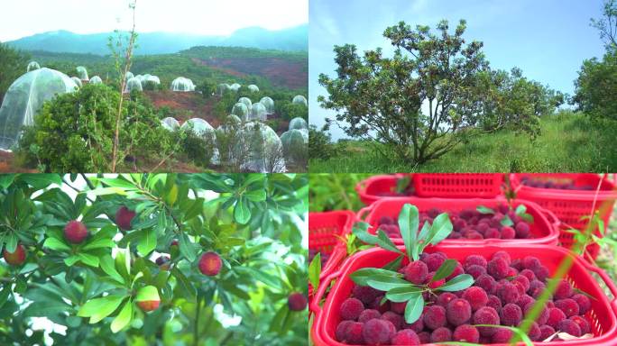 水果种植园杨梅果树采摘