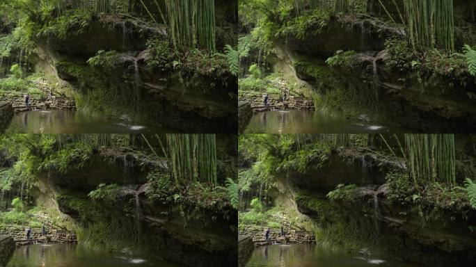 四川邛崃川西竹海风景