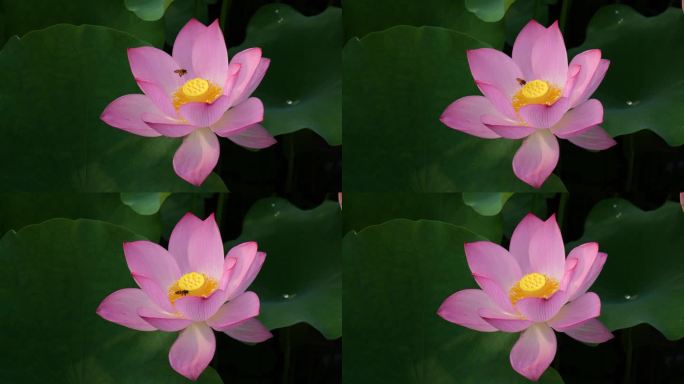 荷花与蜜蜂授粉