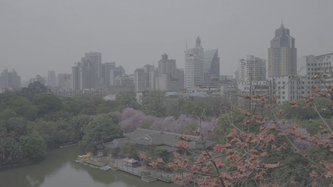 log模式航拍柳州城区柳侯公园紫荆花