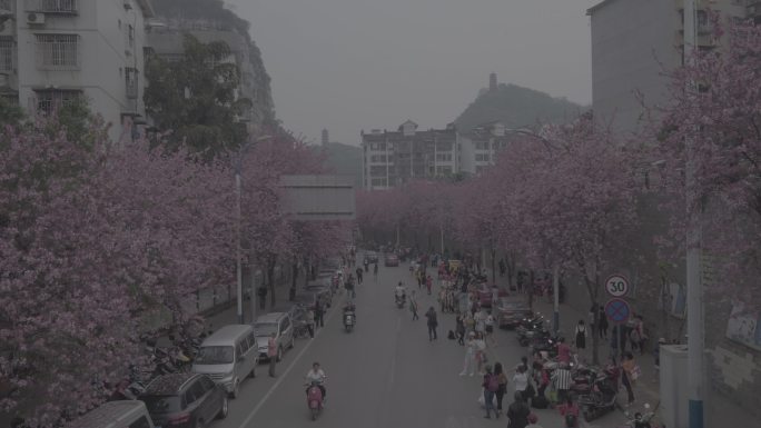 log模式航拍柳州城区马路边紫荆花