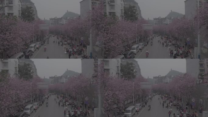 log模式航拍柳州城区马路边紫荆花