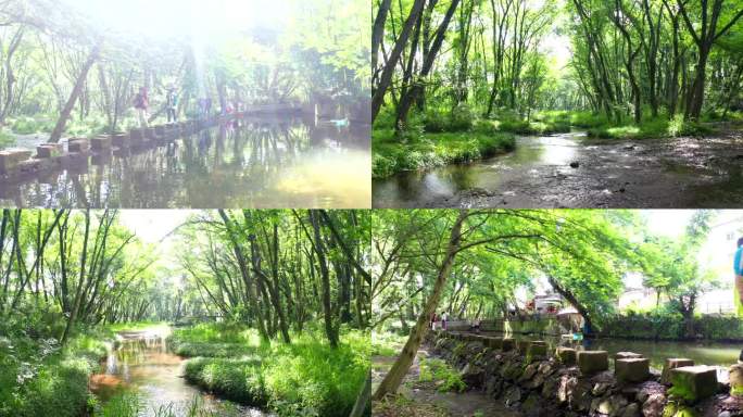 夏天游客戏水 西溪南绿野仙踪绿色森林