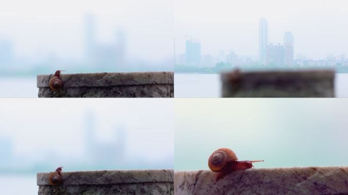 武汉江岸大楼江面风景石栏蜗牛的写意镜头