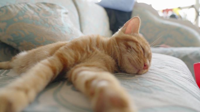 沙发上睡觉的猫慵懒惬意眯眼睛眨眼伸懒腰