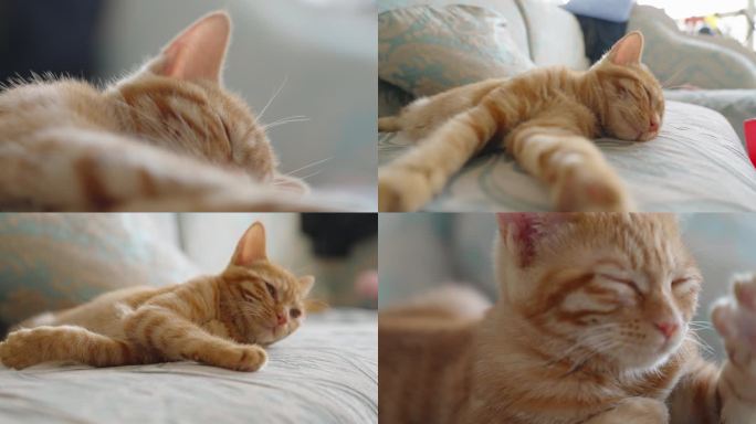 沙发上睡觉的猫慵懒惬意眯眼睛眨眼伸懒腰