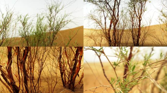 沙漠花棒树细枝岩黄芪