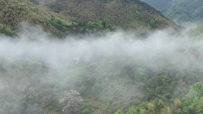 航拍浙江竹林竹海竹山茶山茶园寺庙诸暨璜山