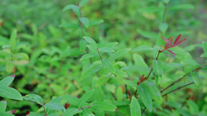 金丝桃草花