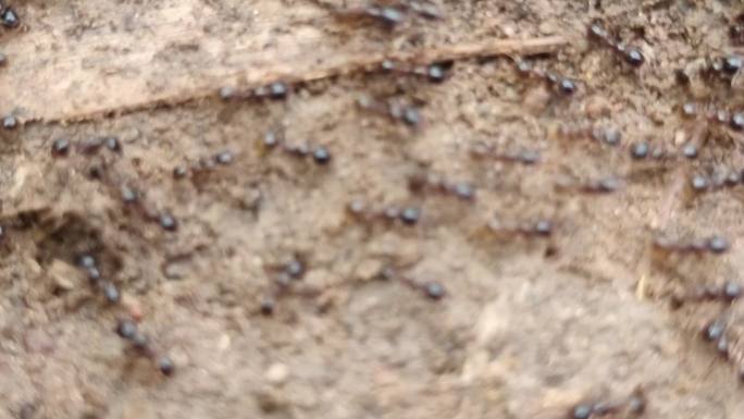 爬行的蚂蚁地上的蚂蚁 地上的蚂蚁的蚂蚁