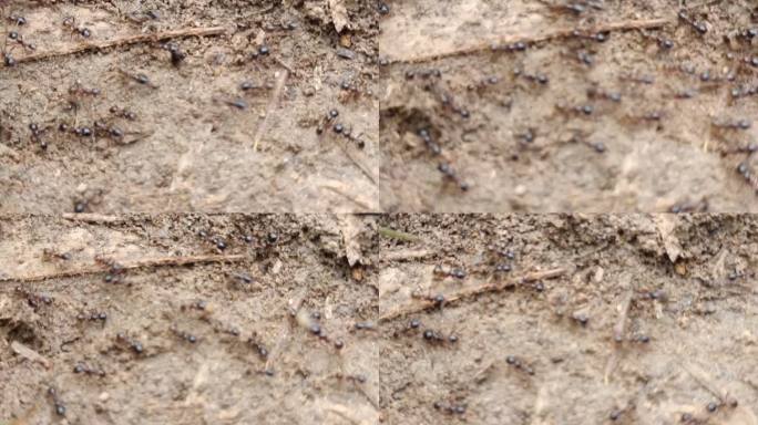 爬行的蚂蚁地上的蚂蚁 地上的蚂蚁的蚂蚁