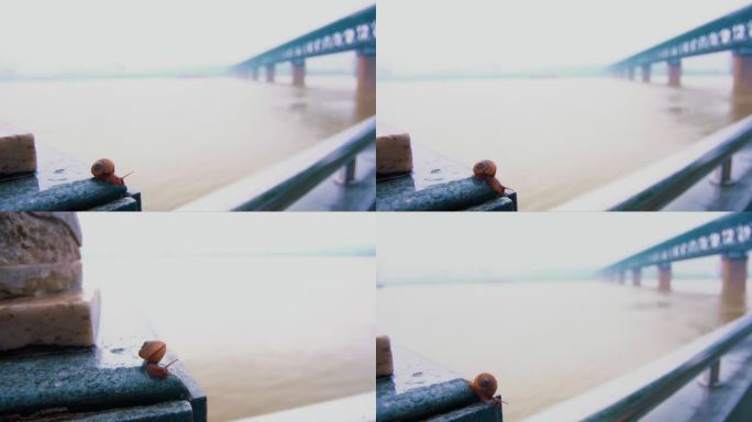 武汉长江大桥江边石栏上爬行的蜗牛