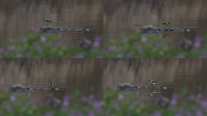 小黄鸟儿 黄鶺鴒