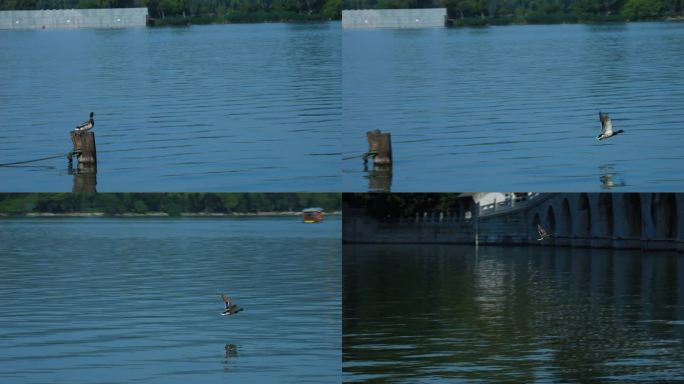 湖面野鸭飞翔 慢镜头