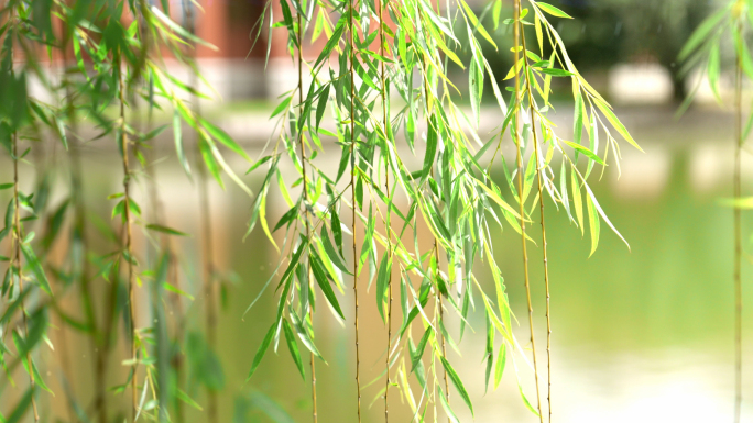春天唯美风吹柳树柳枝