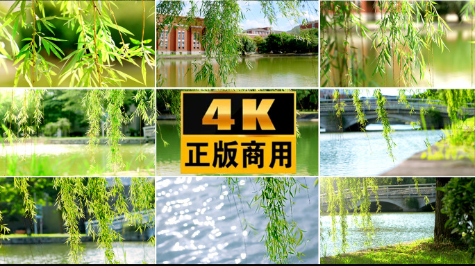 春天唯美风吹柳树柳枝