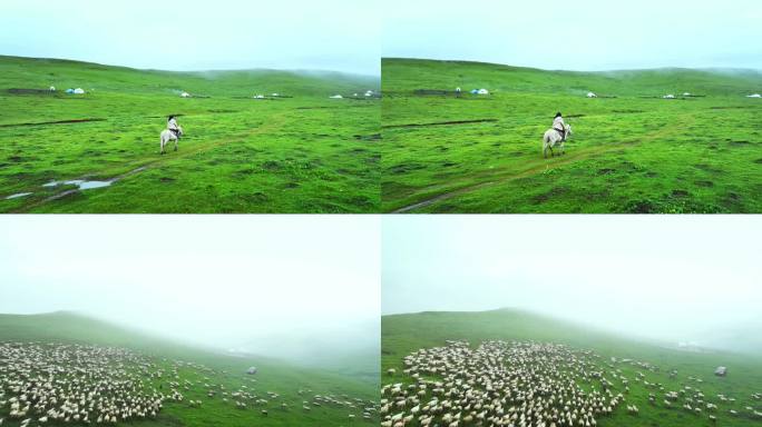 阿坝州红原若尔盖草原牧民放羊