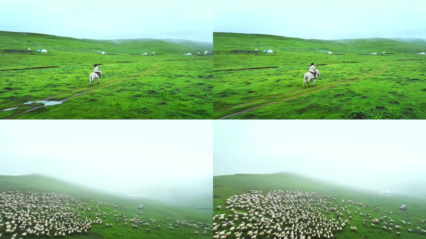 阿坝州红原若尔盖草原牧民放羊