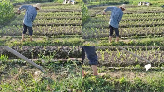 阳光田野农民劳作锄头除草锄地男子干农活