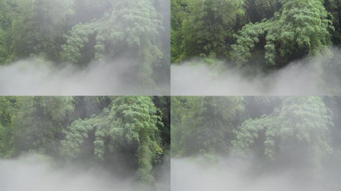 四川邛崃川西竹海风景水雾缭绕