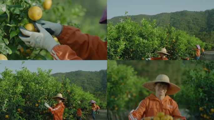 4k小武器拍摄农民摘橘子