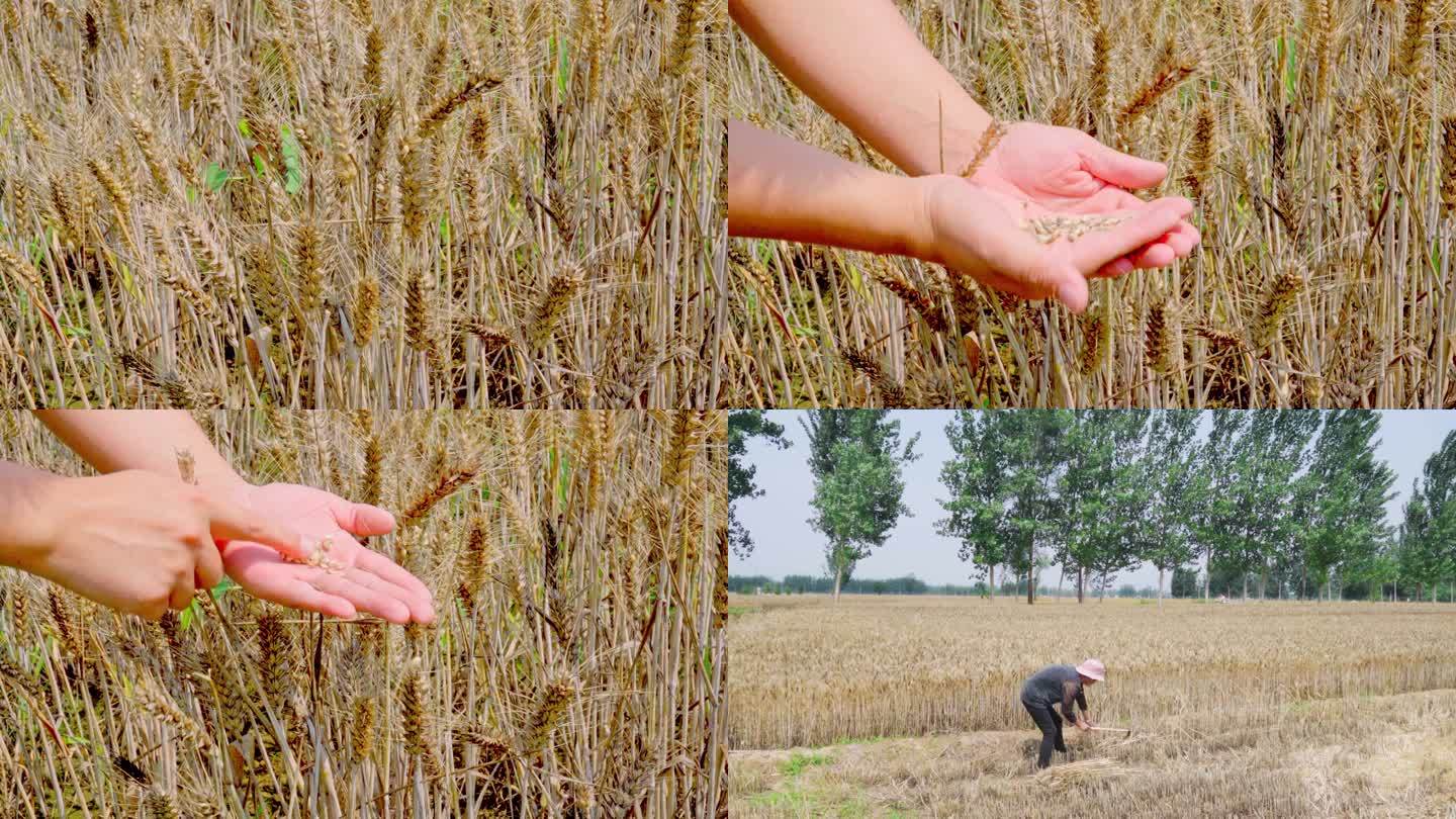 4K北方农村受灾人工收割小麦收获实拍视频