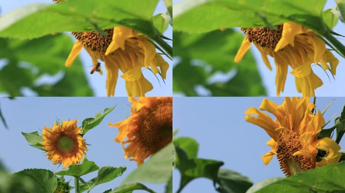 向日葵小蜜蜂高清视频