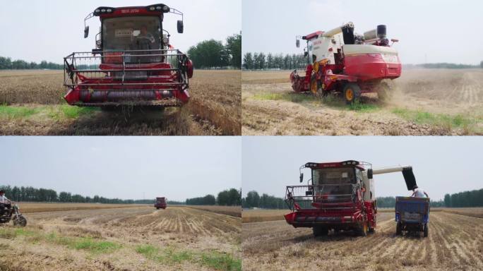 4K北方农村春小麦收获机械化麦收实拍视频