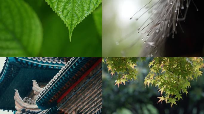 大自然下雨树叶谷雨水滴森林意境滴水雨天