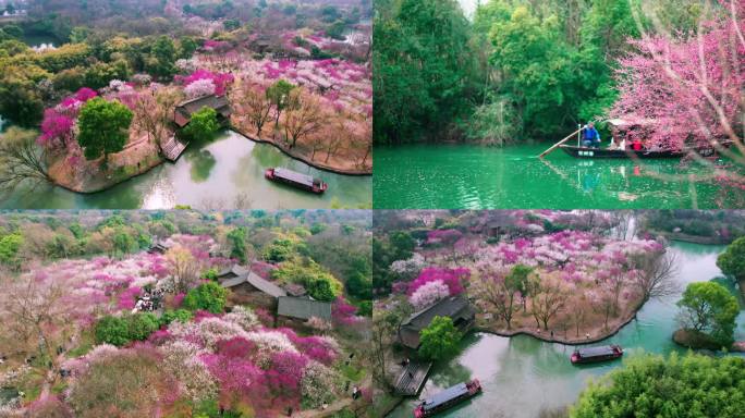 杭州西溪湿地曲水寻梅