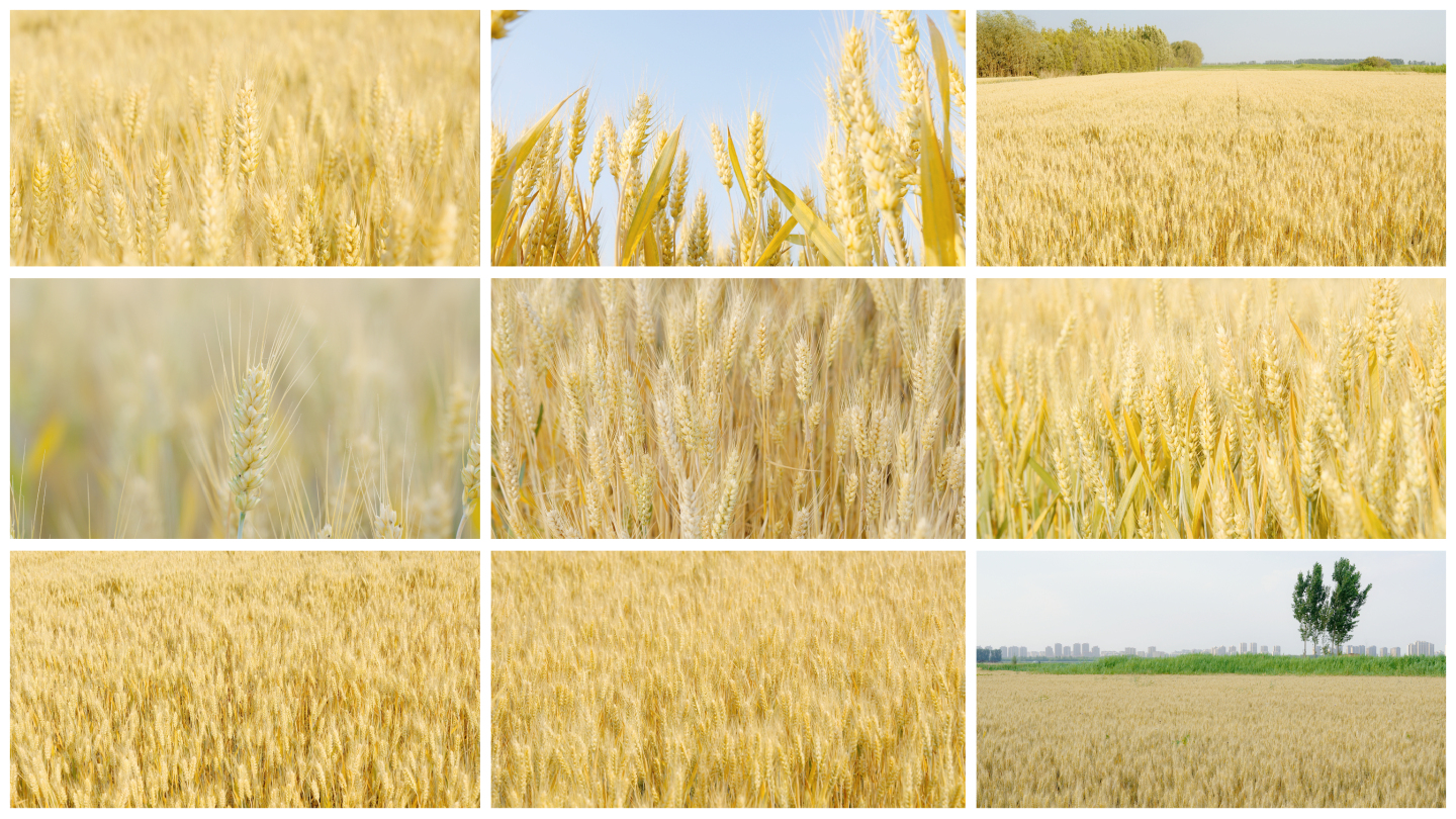 成熟小麦4k
