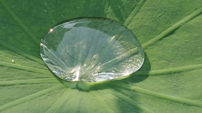 荷花池荷花叶水滴露水珠绿叶水珠精滢水滴