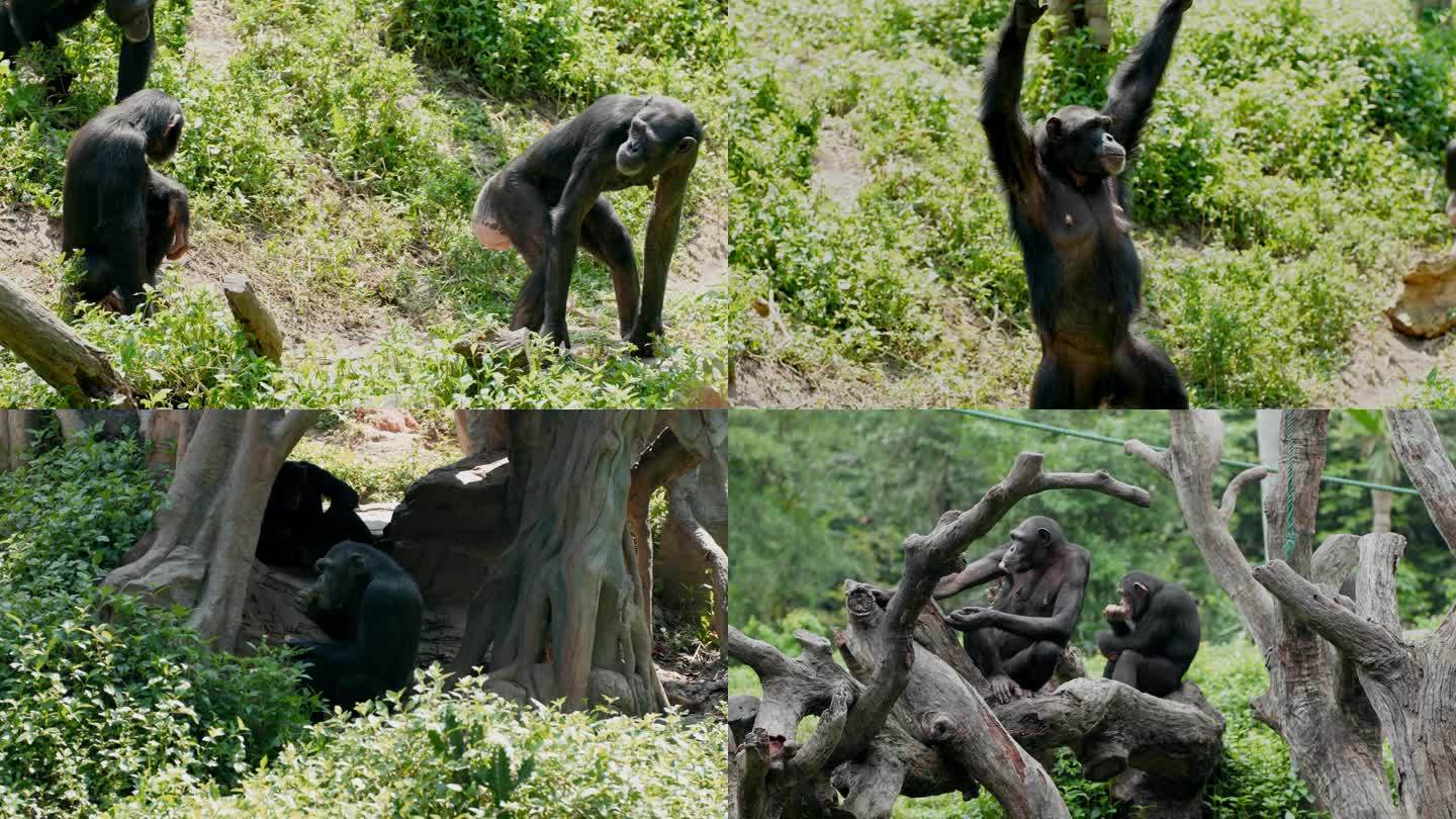 动物园里的黑猩猩4K