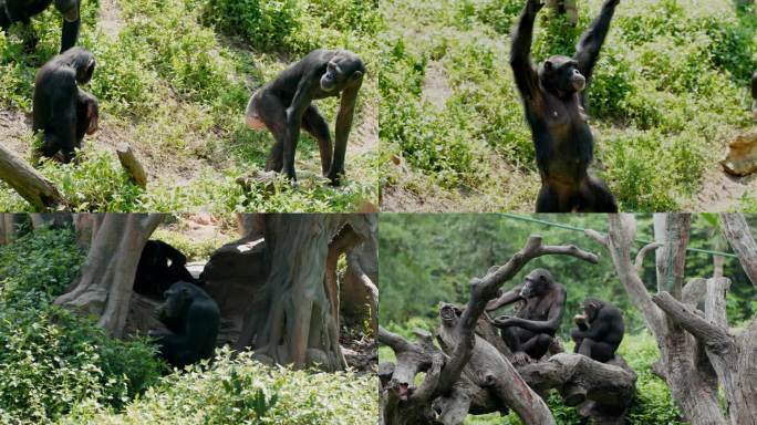 动物园里的黑猩猩4K