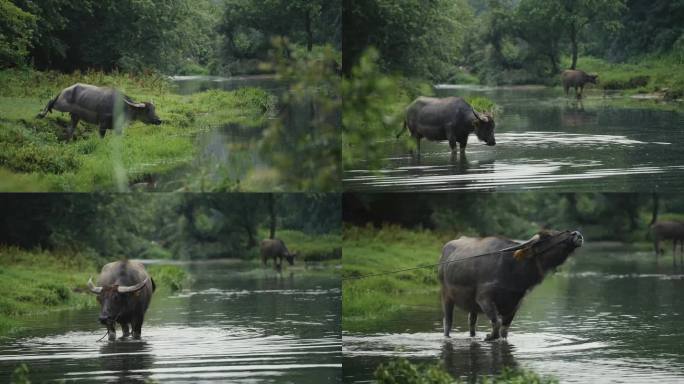 河边的水牛