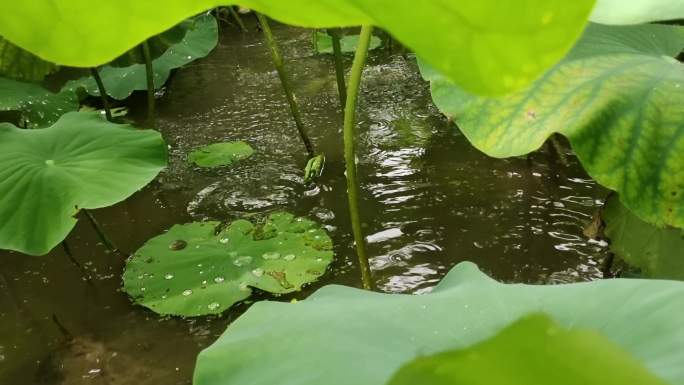 狂风吹荷塘刮大风视频 绿叶刮大风视频